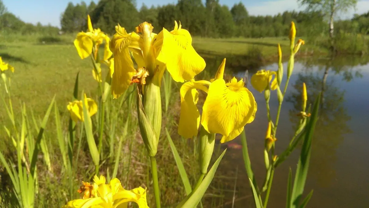 Vilkdalgis geltonasis - Image 2