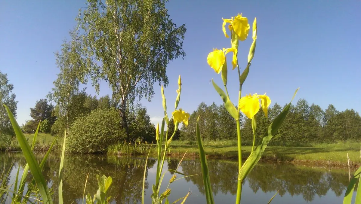 Vilkdalgis geltonasis - Image 5