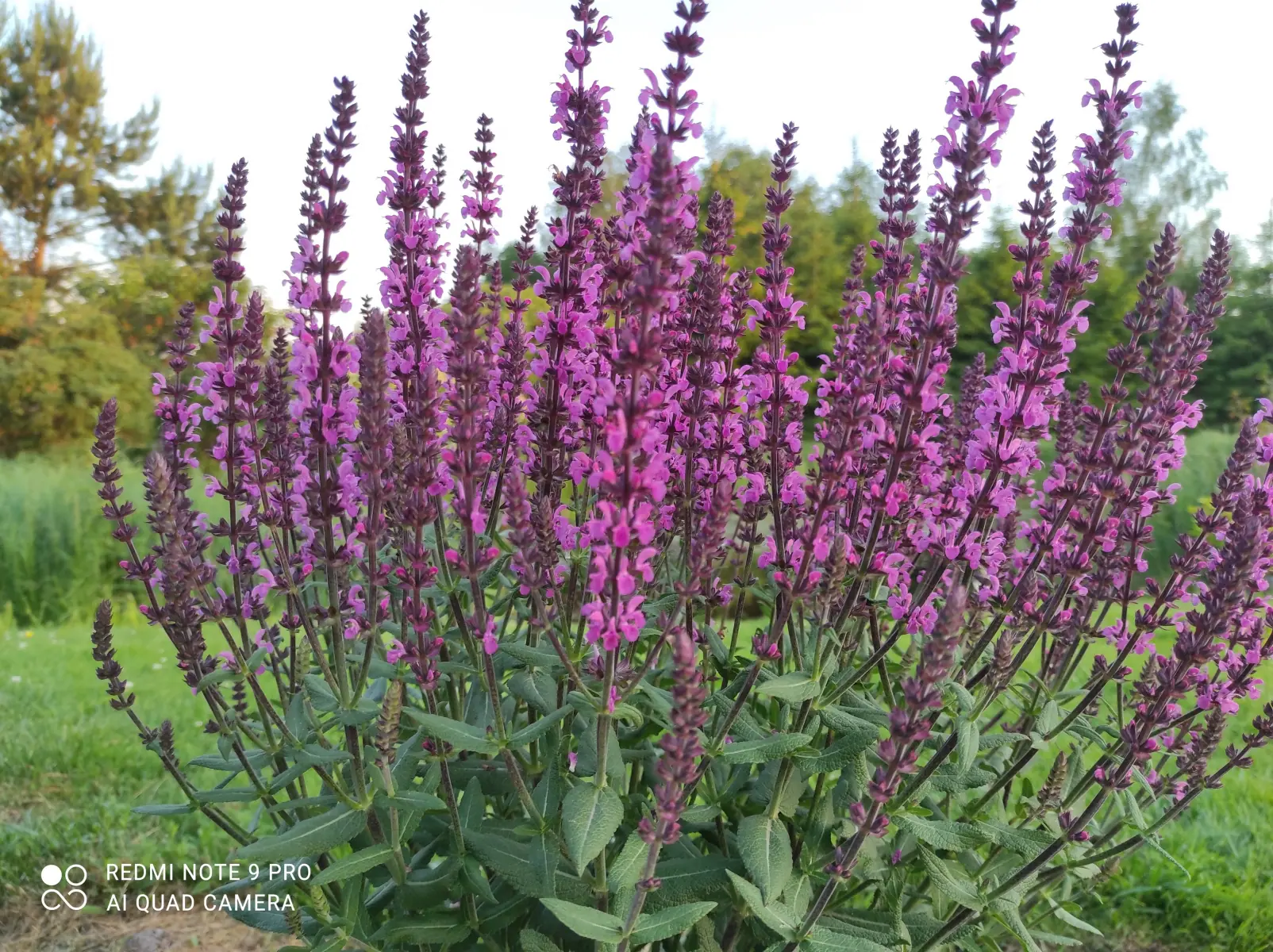 Šalavijas gojinis „Pink Field“ - Image 4
