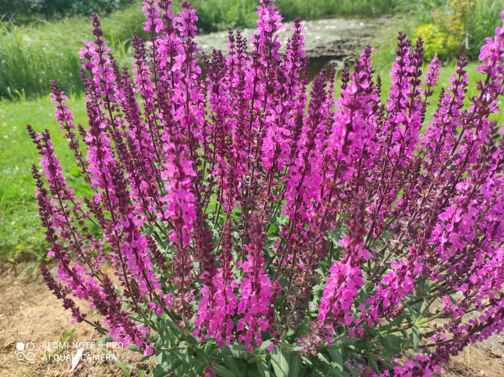 Šalavijas gojinis „Pink Field“ - Image 6