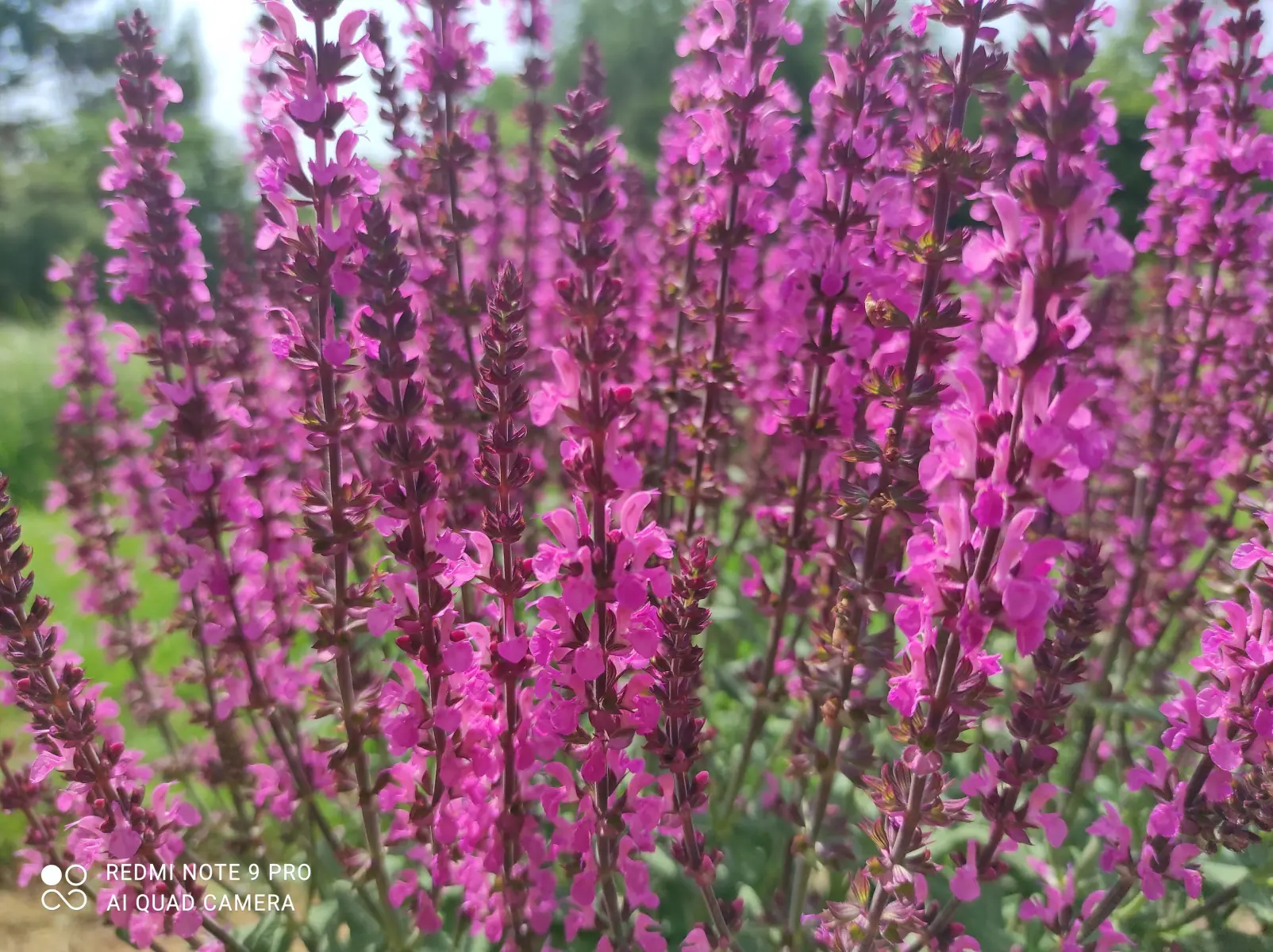 Šalavijas gojinis „Pink Field“ - Image 3