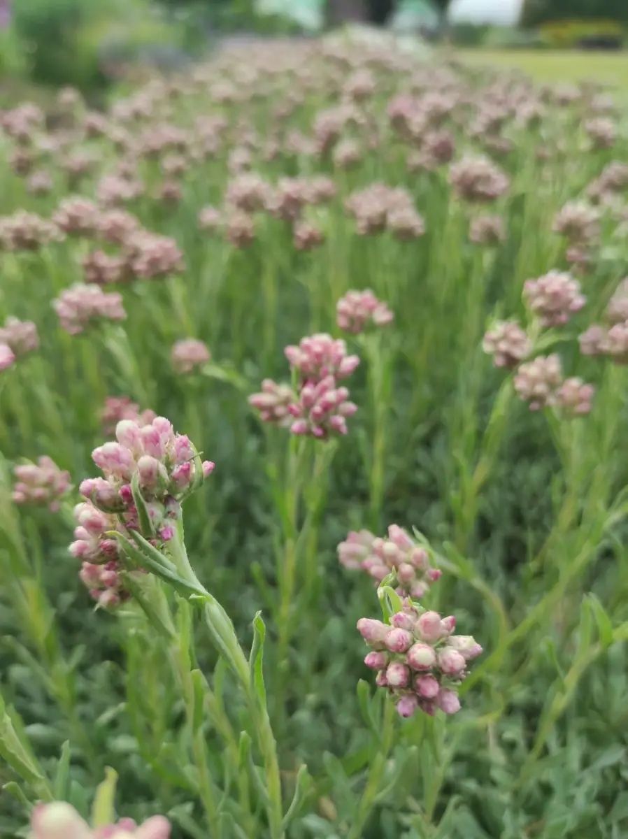 Katpėdė dvinamė “Rubra“ - Image 3