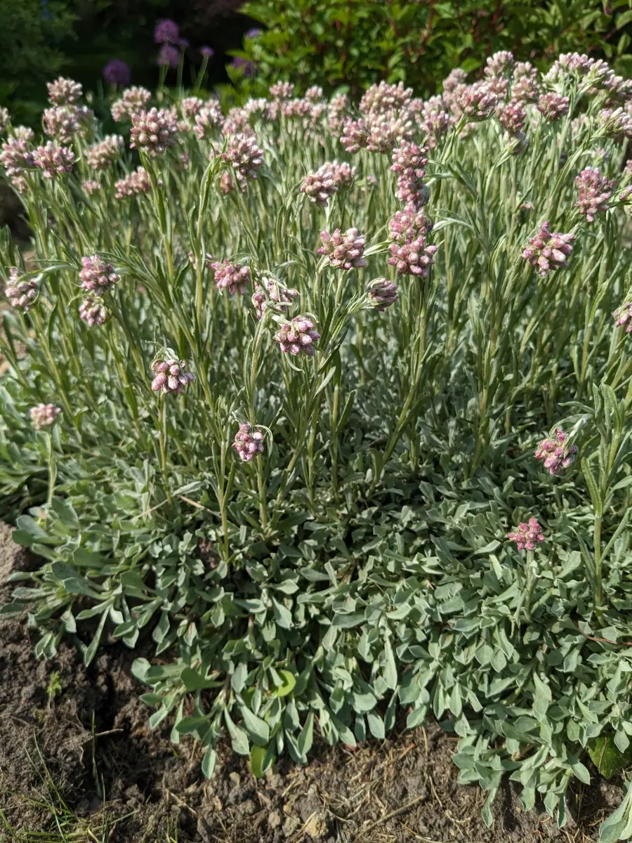 Katpėdė dvinamė “Rubra“ - Image 6