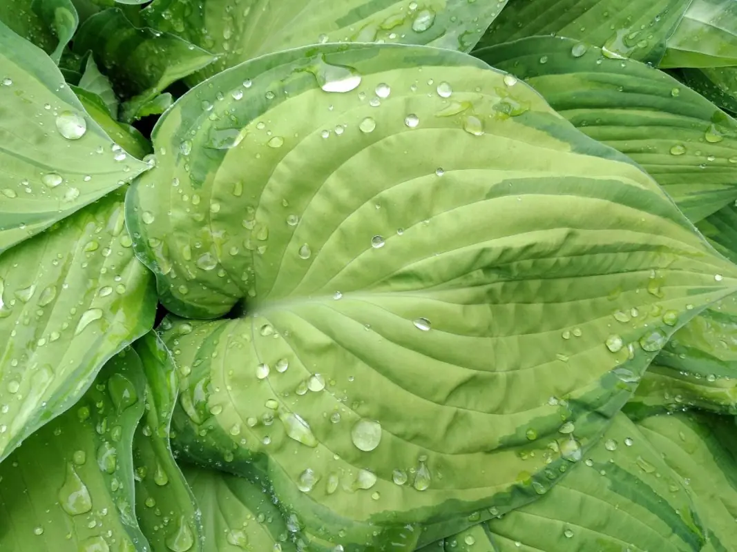 Melsvė „Guacamole“ - Image 3