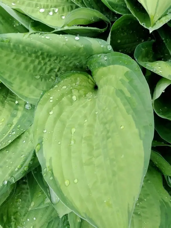 Melsvė „Guacamole“ - Image 2
