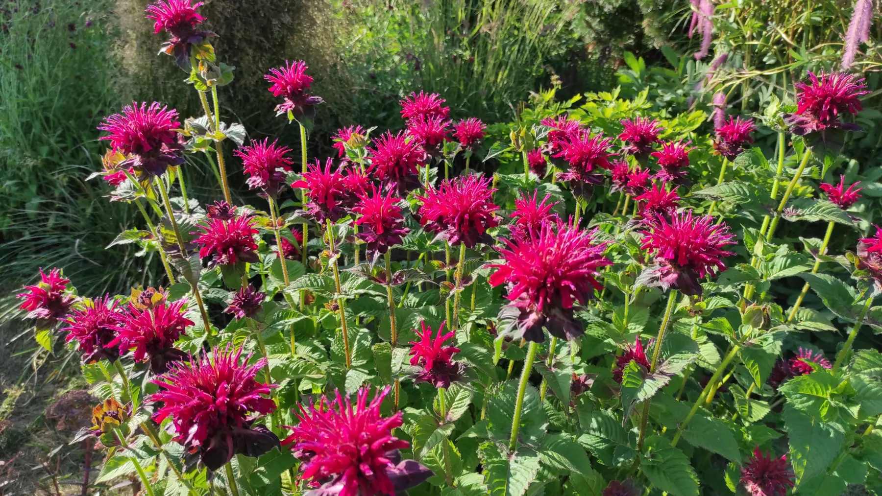 Monarda raudonoji „Fireball“ - Image 6