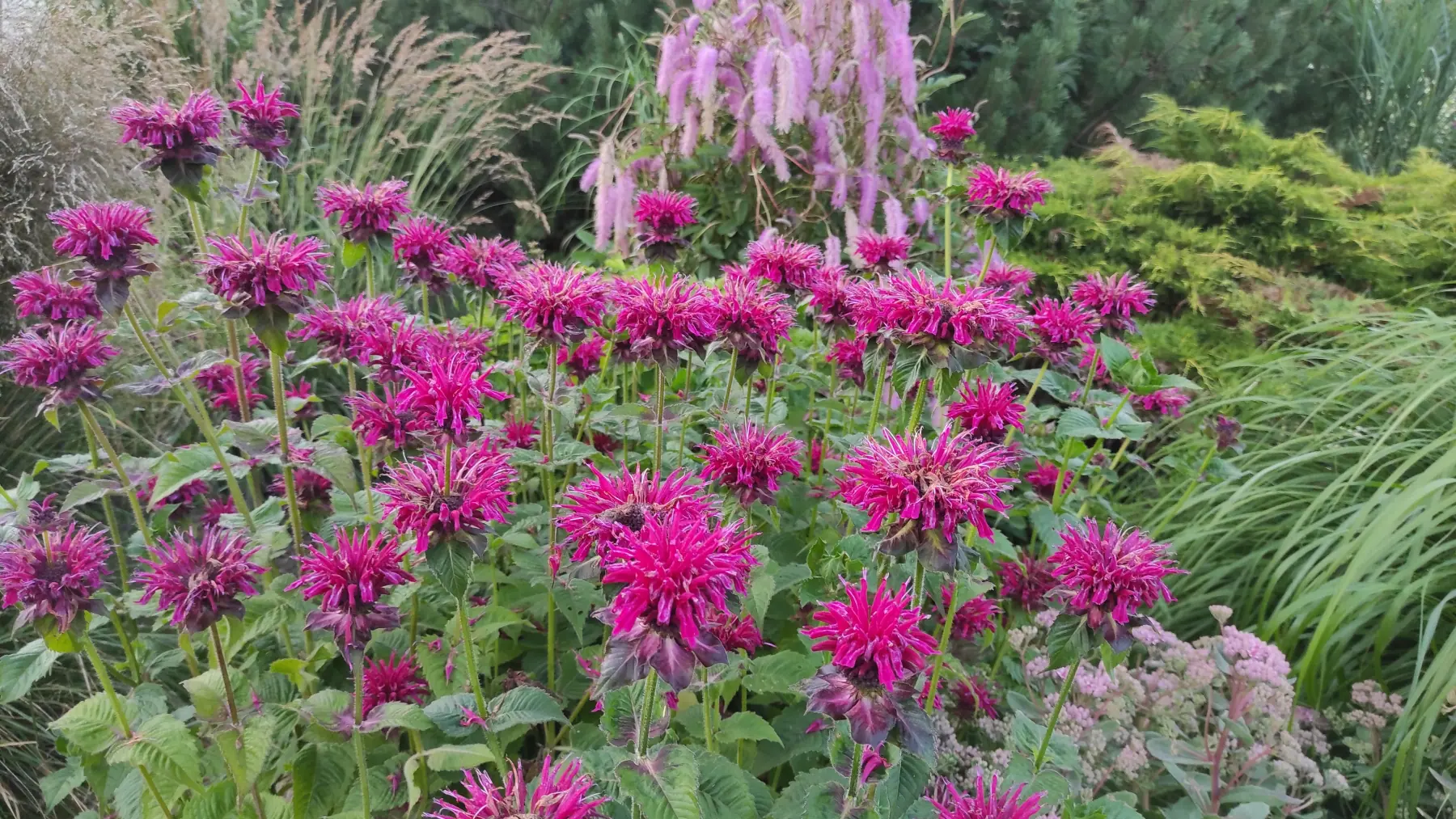 Monarda raudonoji „Fireball“ - Image 3
