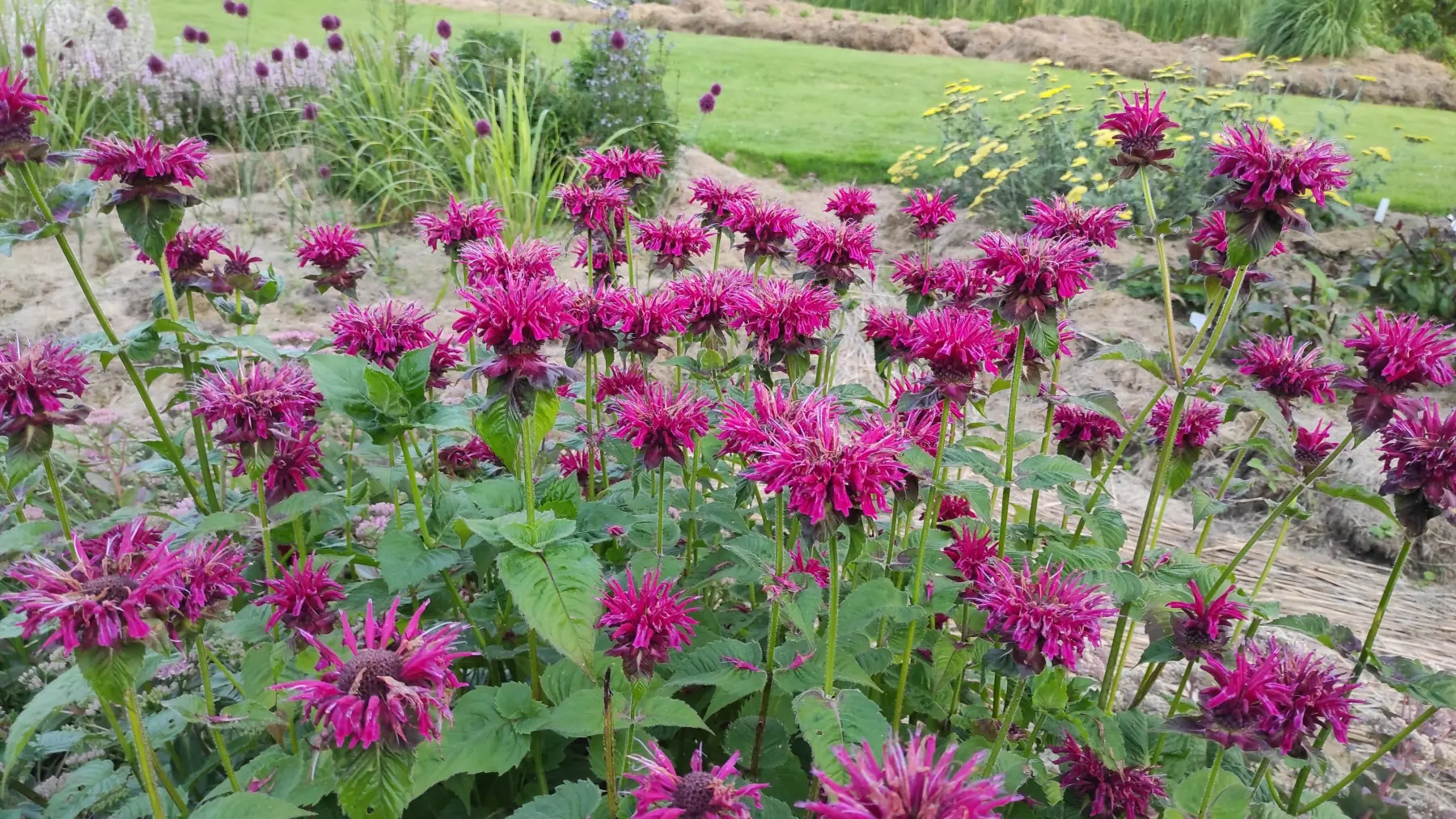 Monarda raudonoji „Fireball“ - Image 4