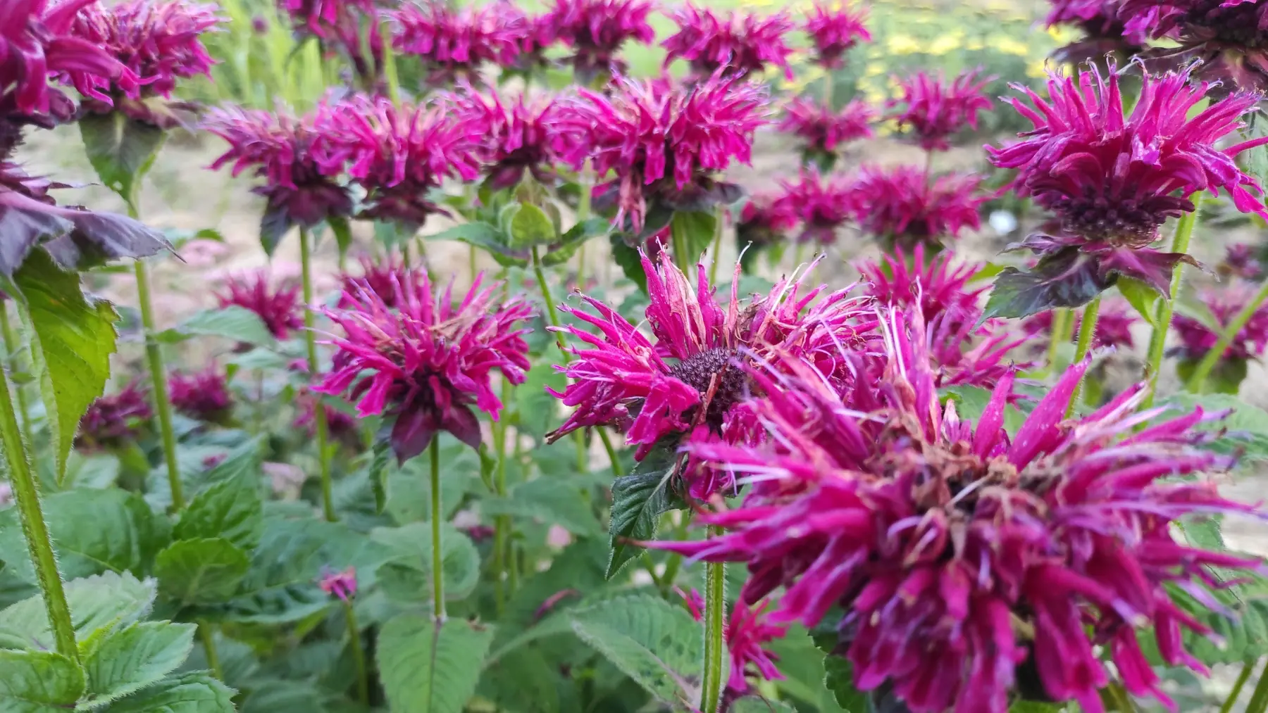 Monarda raudonoji „Fireball“ - Image 7