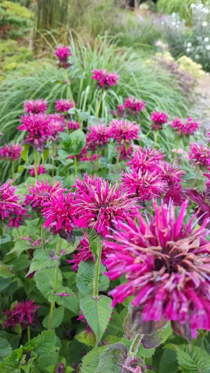Monarda raudonoji „Fireball“ - Image 9