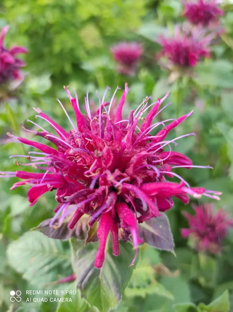 Monarda raudonoji „Fireball“ - Image 2