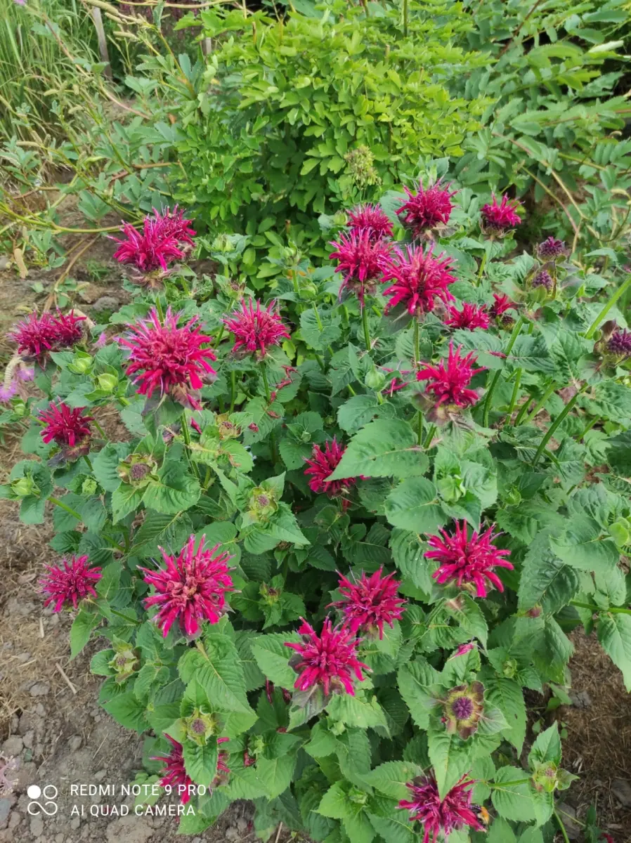 Monarda raudonoji „Fireball“ - Image 8