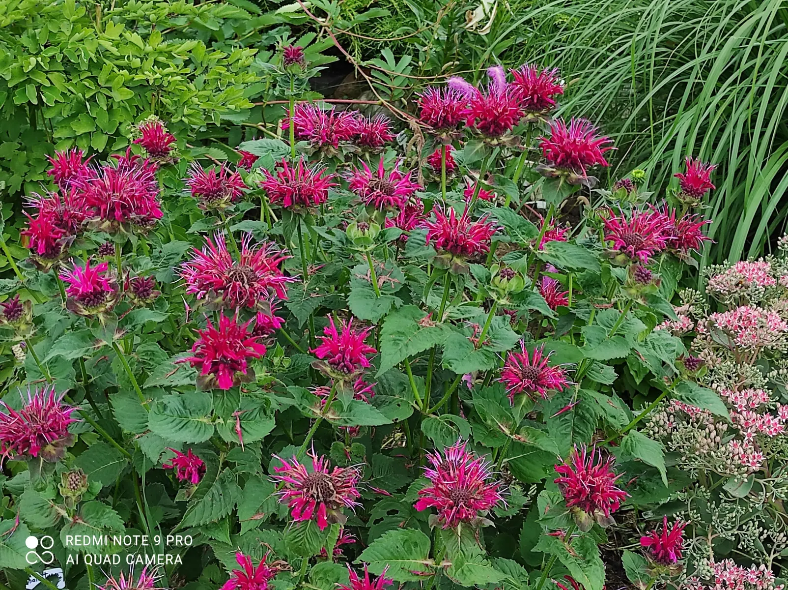 Monarda raudonoji „Fireball“ - Image 5
