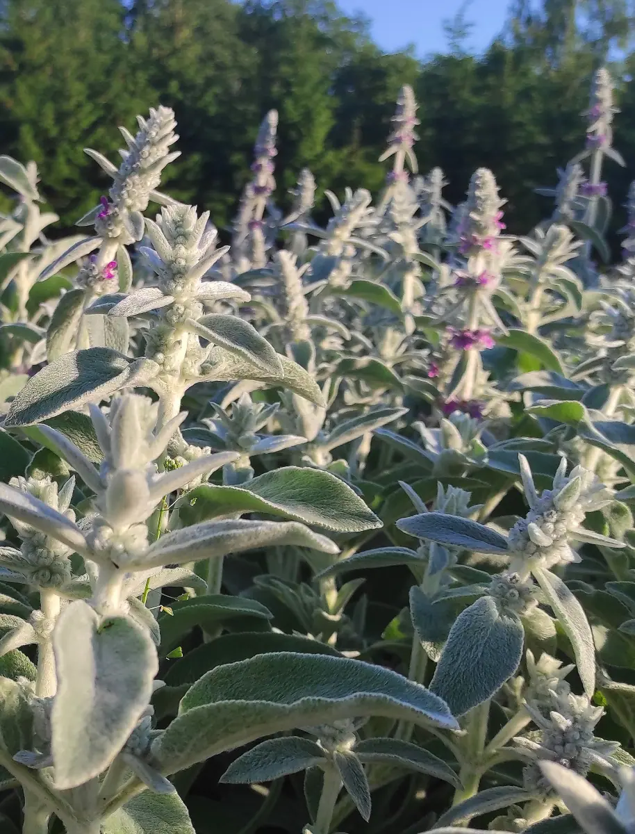 Notra vilnotoji (Stachys byzantina „Lamb’s Ears“) - Image 4