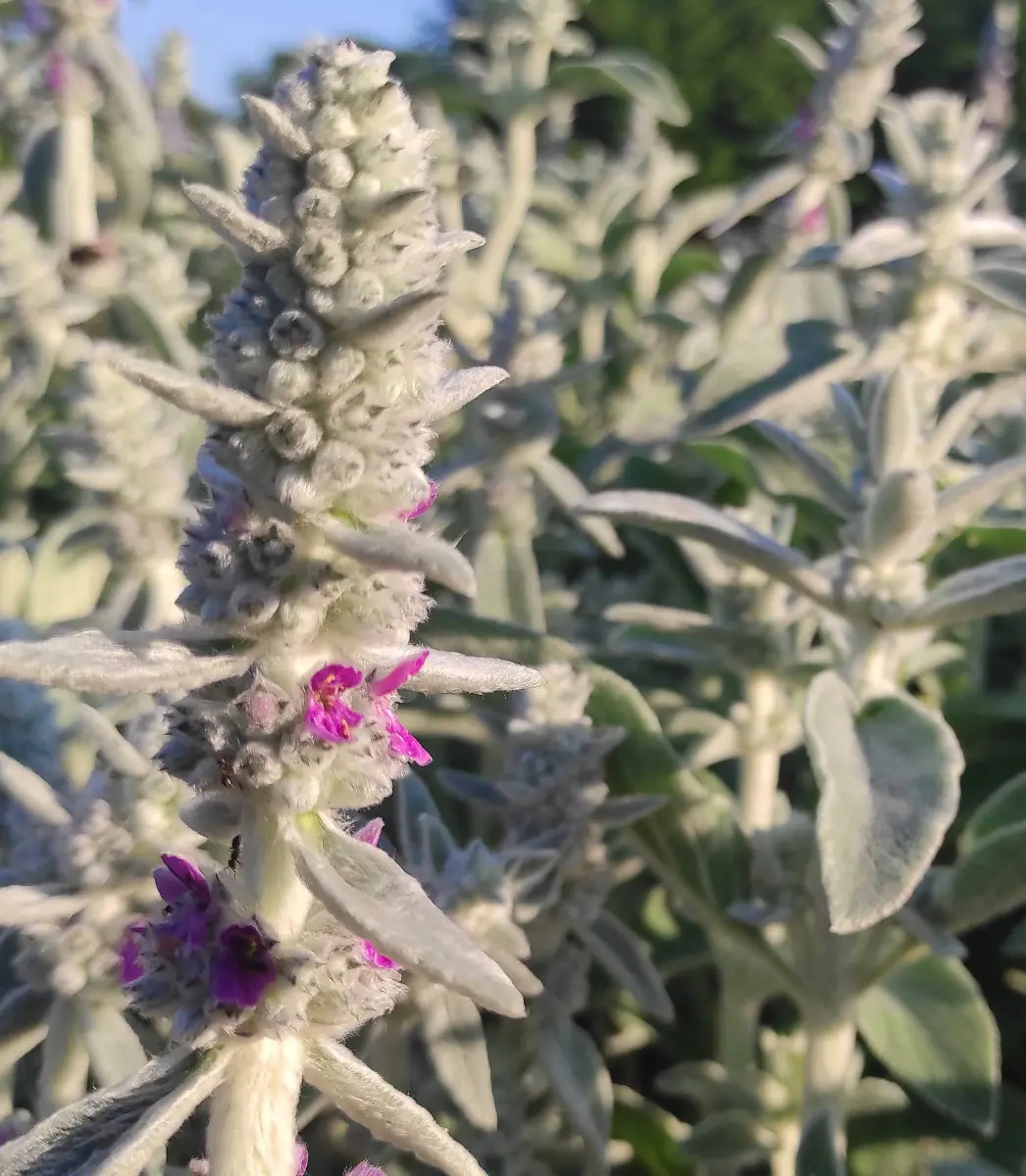 Notra vilnotoji (Stachys byzantina „Lamb’s Ears“) - Image 3