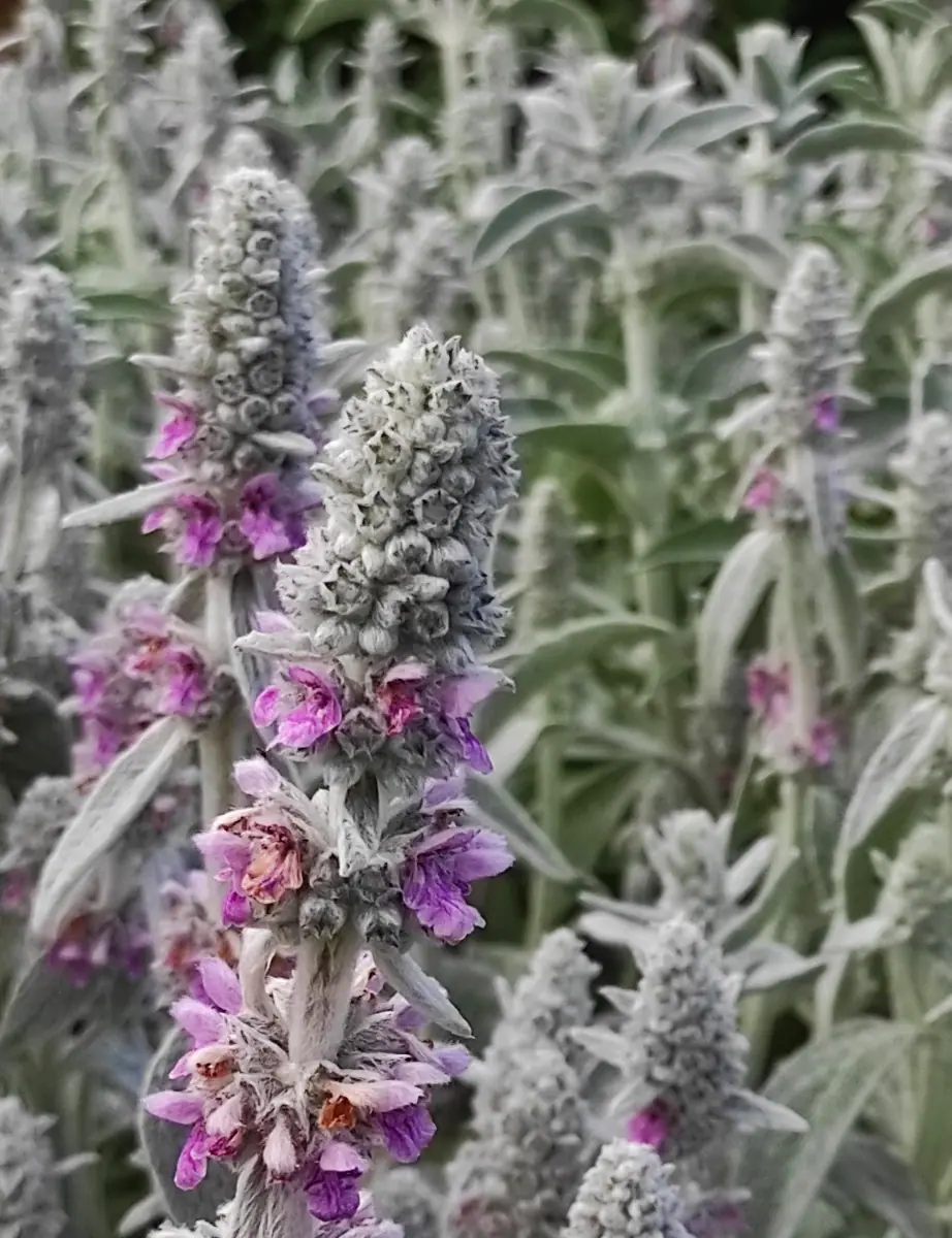 Notra vilnotoji (Stachys byzantina „Lamb’s Ears“) - Image 2