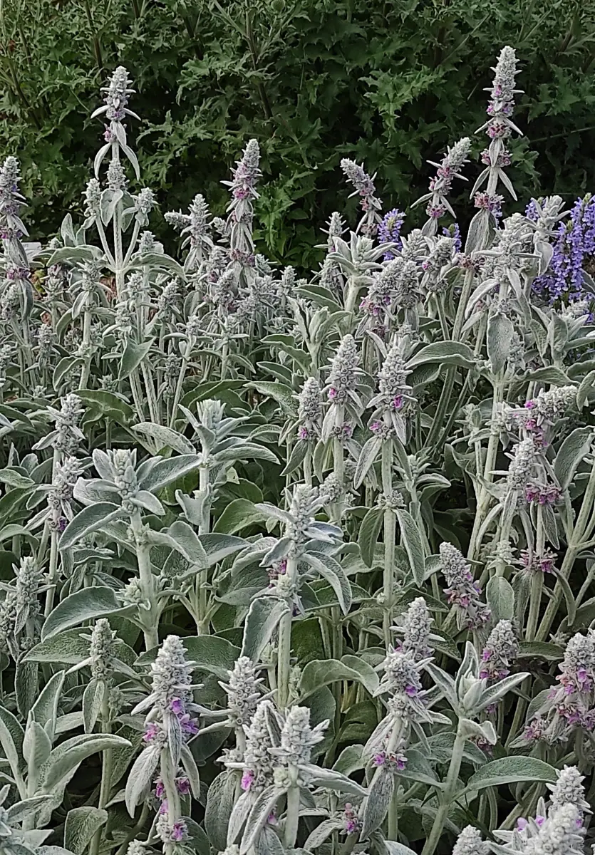 Notra vilnotoji (Stachys byzantina „Lamb’s Ears“) - Image 5