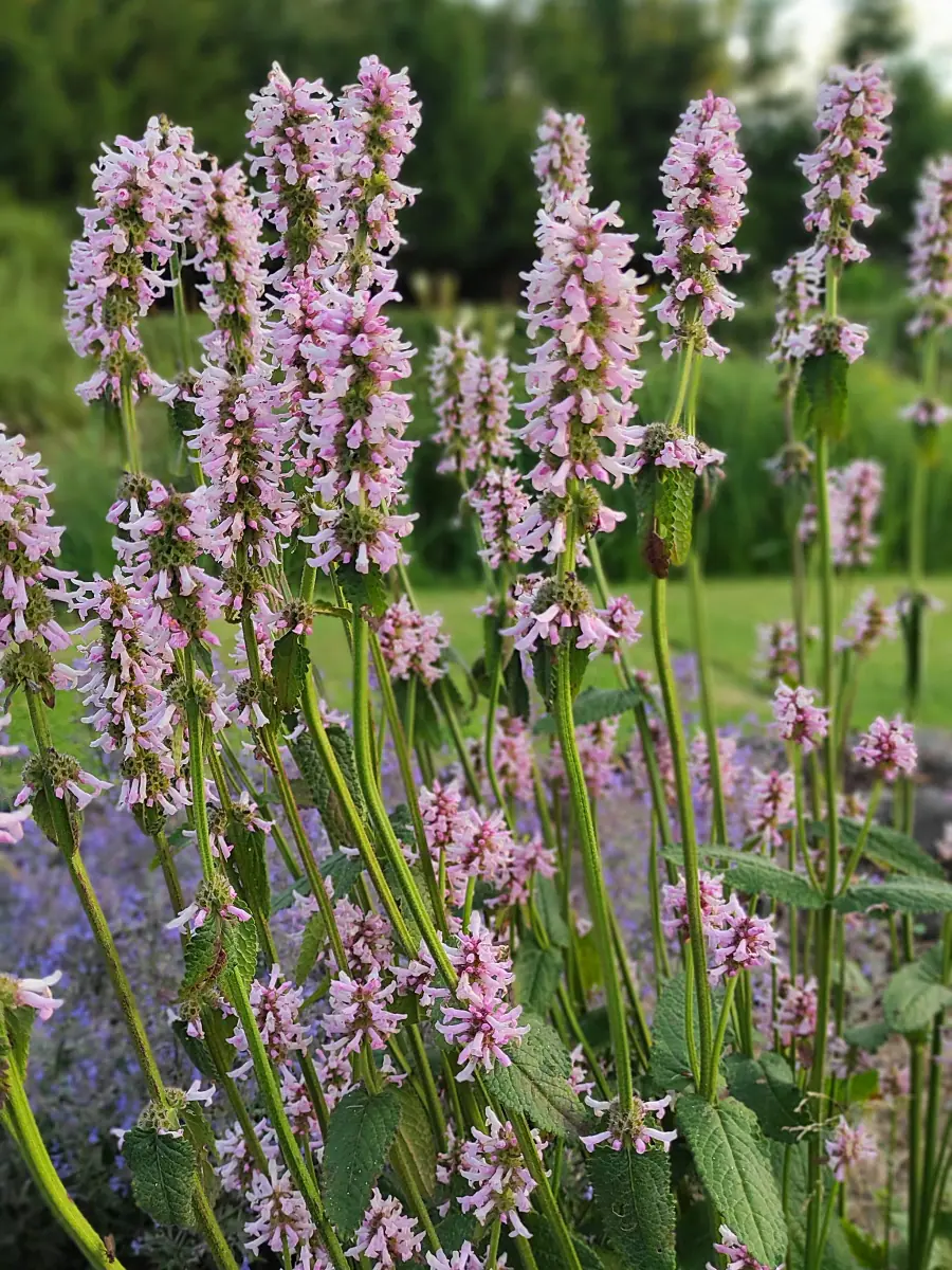 Notra „Rosea“ - Image 3