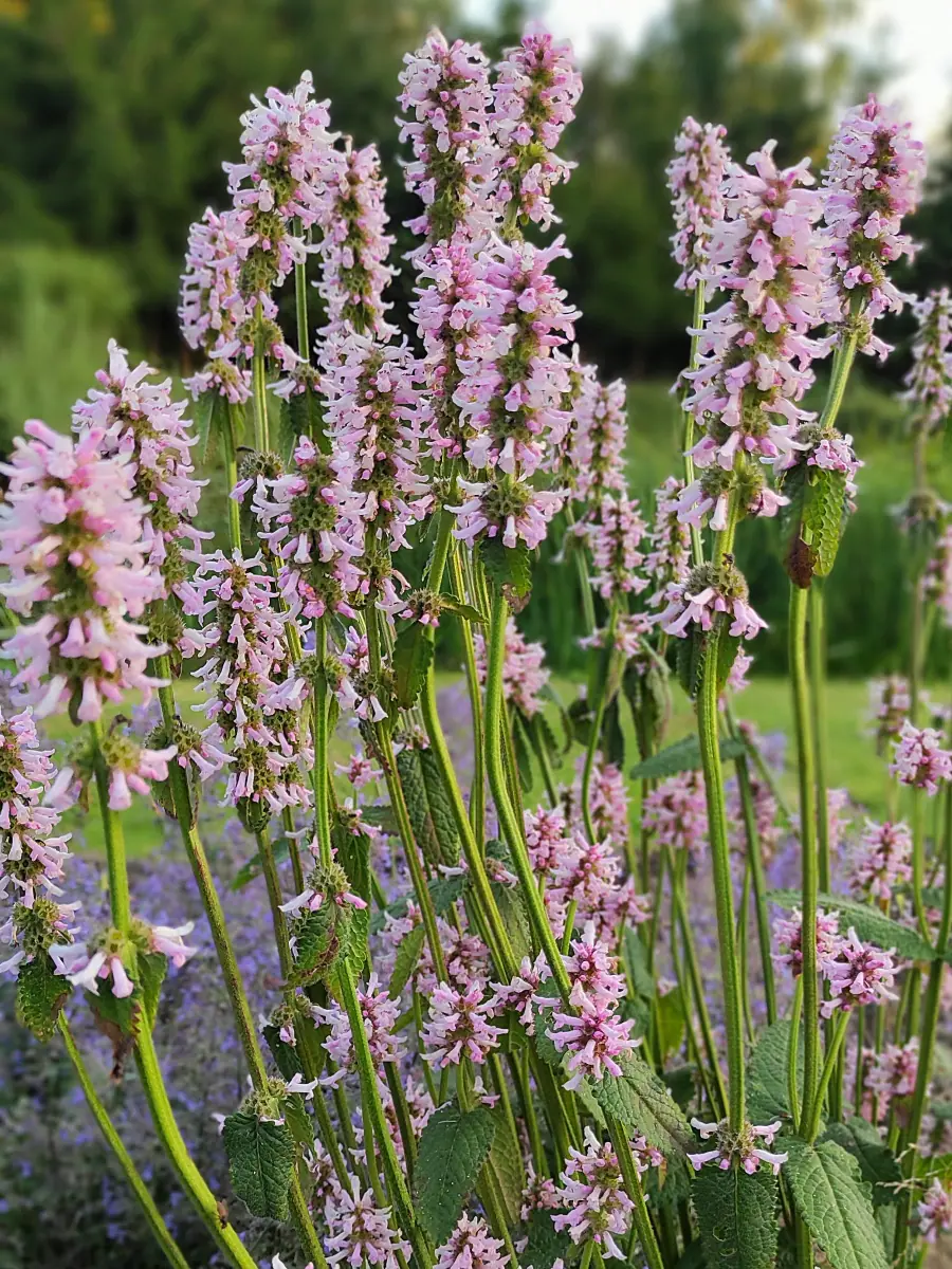 Notra „Rosea“ - Image 4