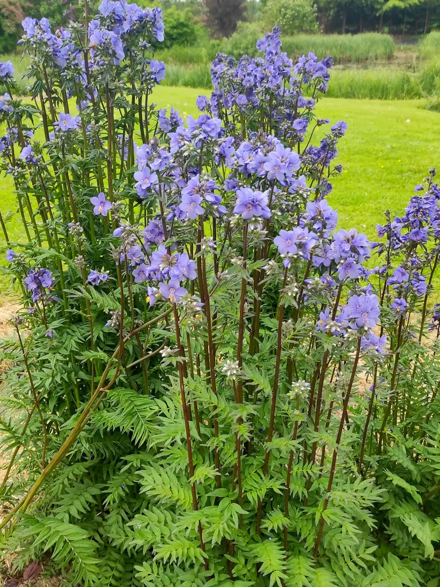 Palemonas „Purple Rain Strain“ - Image 6