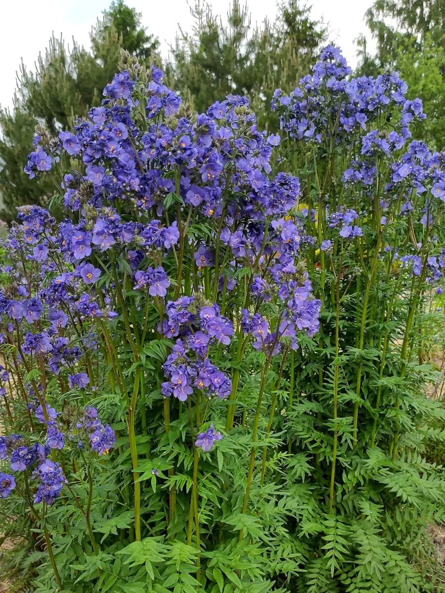Palemonas „Purple Rain Strain“ - Image 5