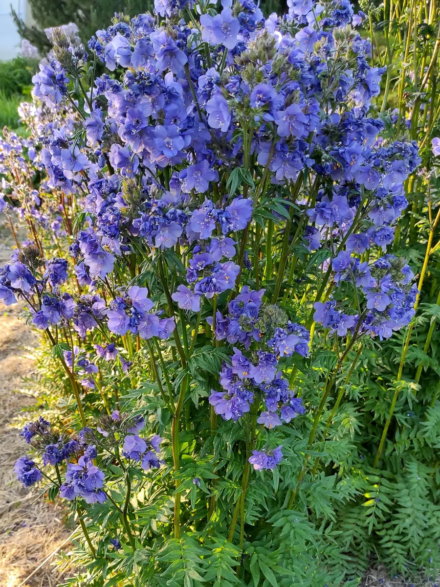 Palemonas „Purple Rain Strain“ - Image 7