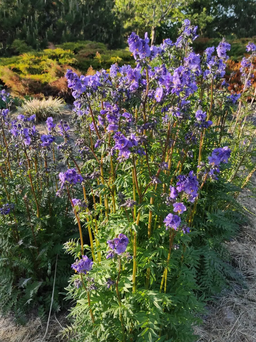 Palemonas „Purple Rain Strain“ - Image 8