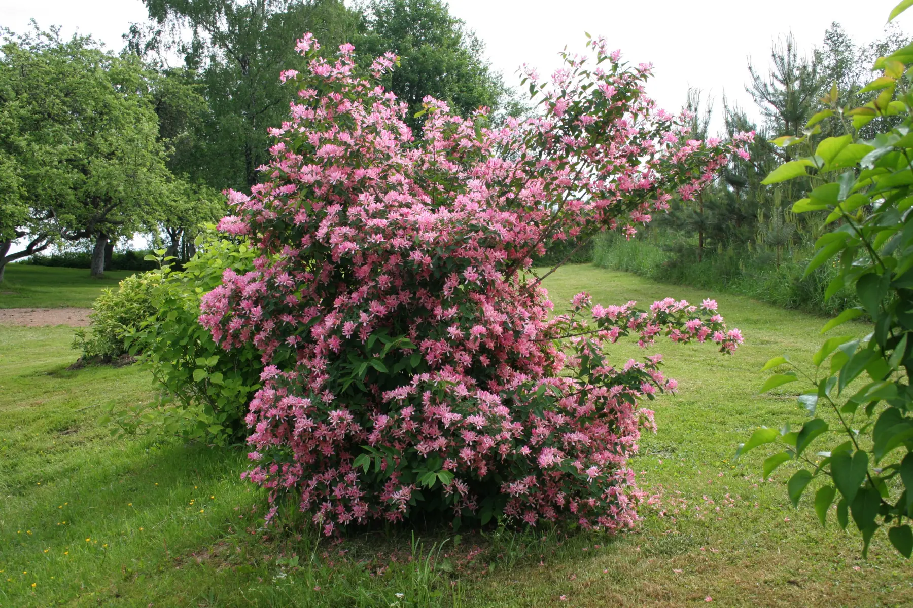 Sausmedis totorinis - Image 7