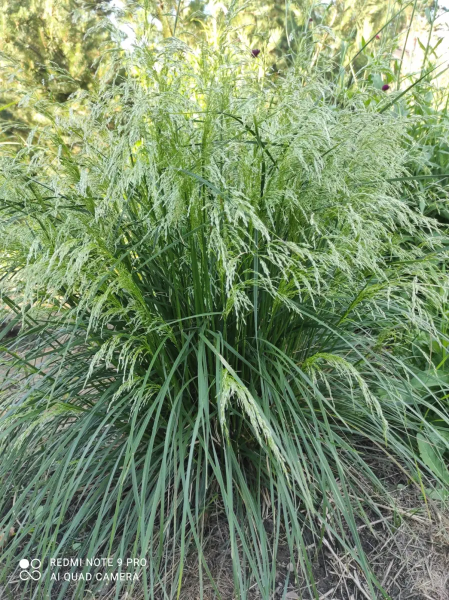 Šluotsmilgė kupstinė “Tardiflora“ - Image 6