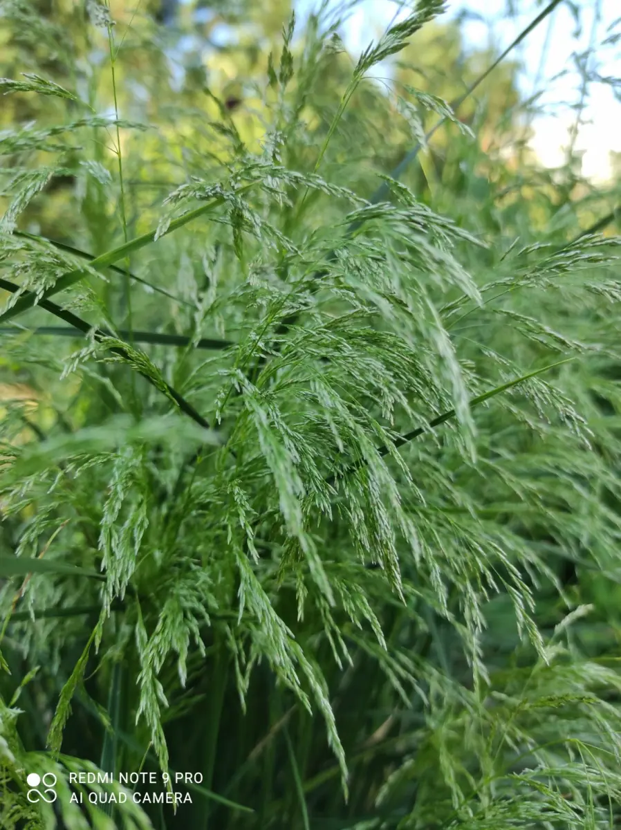 Šluotsmilgė kupstinė “Tardiflora“ - Image 2