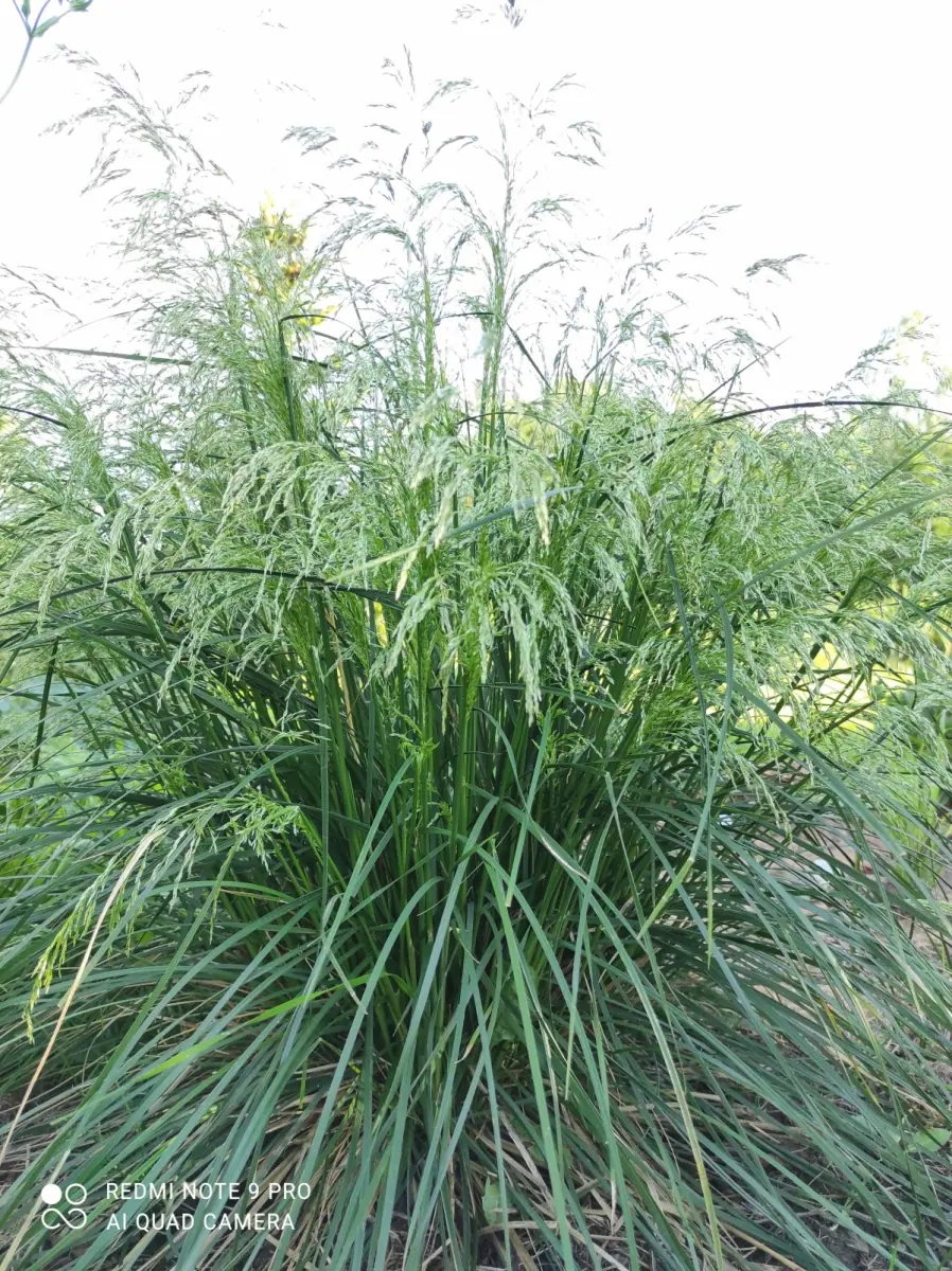 Šluotsmilgė kupstinė “Tardiflora“ - Image 5