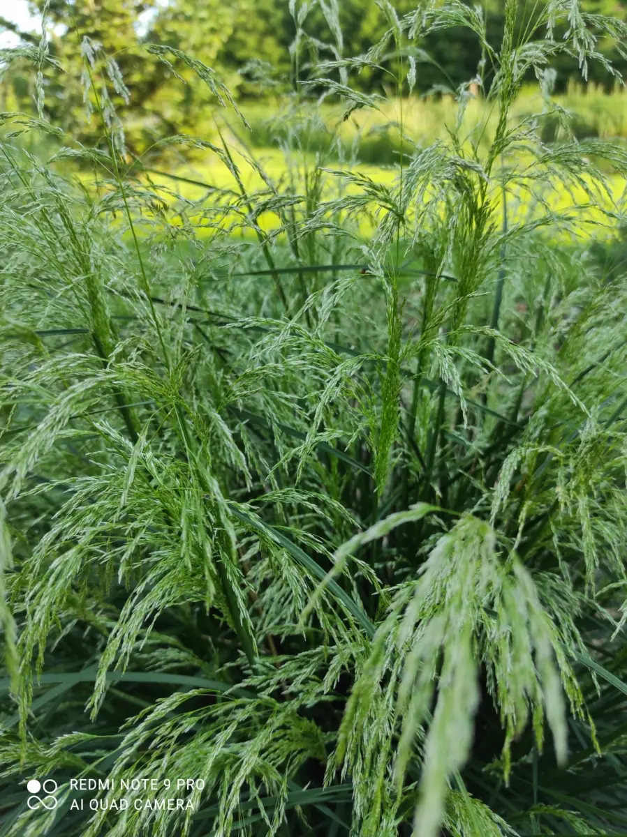 Šluotsmilgė kupstinė “Tardiflora“ - Image 3