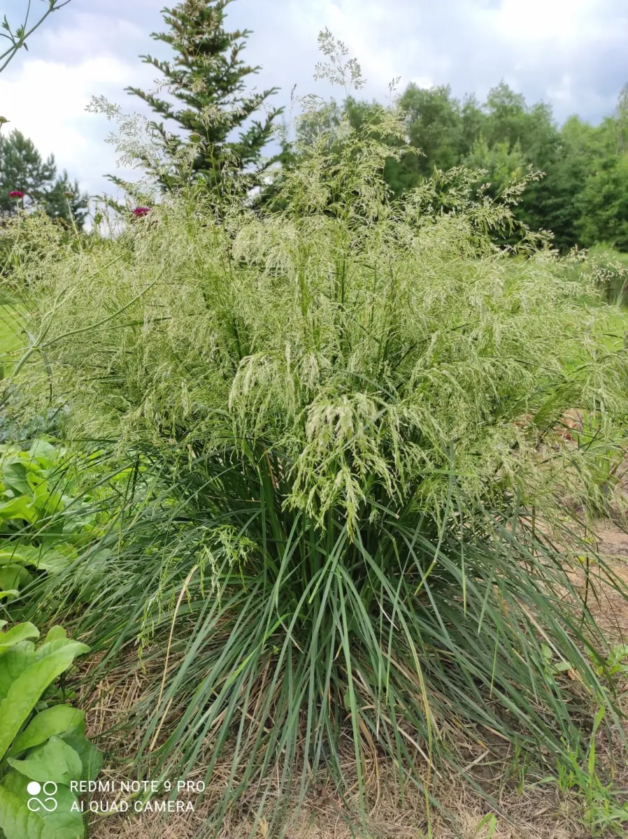 Šluotsmilgė kupstinė “Tardiflora“ - Image 7