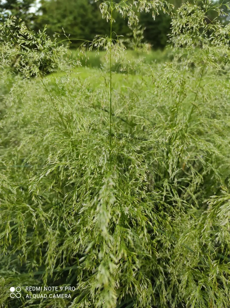 Šluotsmilgė kupstinė “Tardiflora“ - Image 4