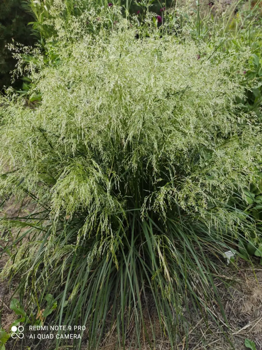 Šluotsmilgė kupstinė “Tardiflora“ - Image 9
