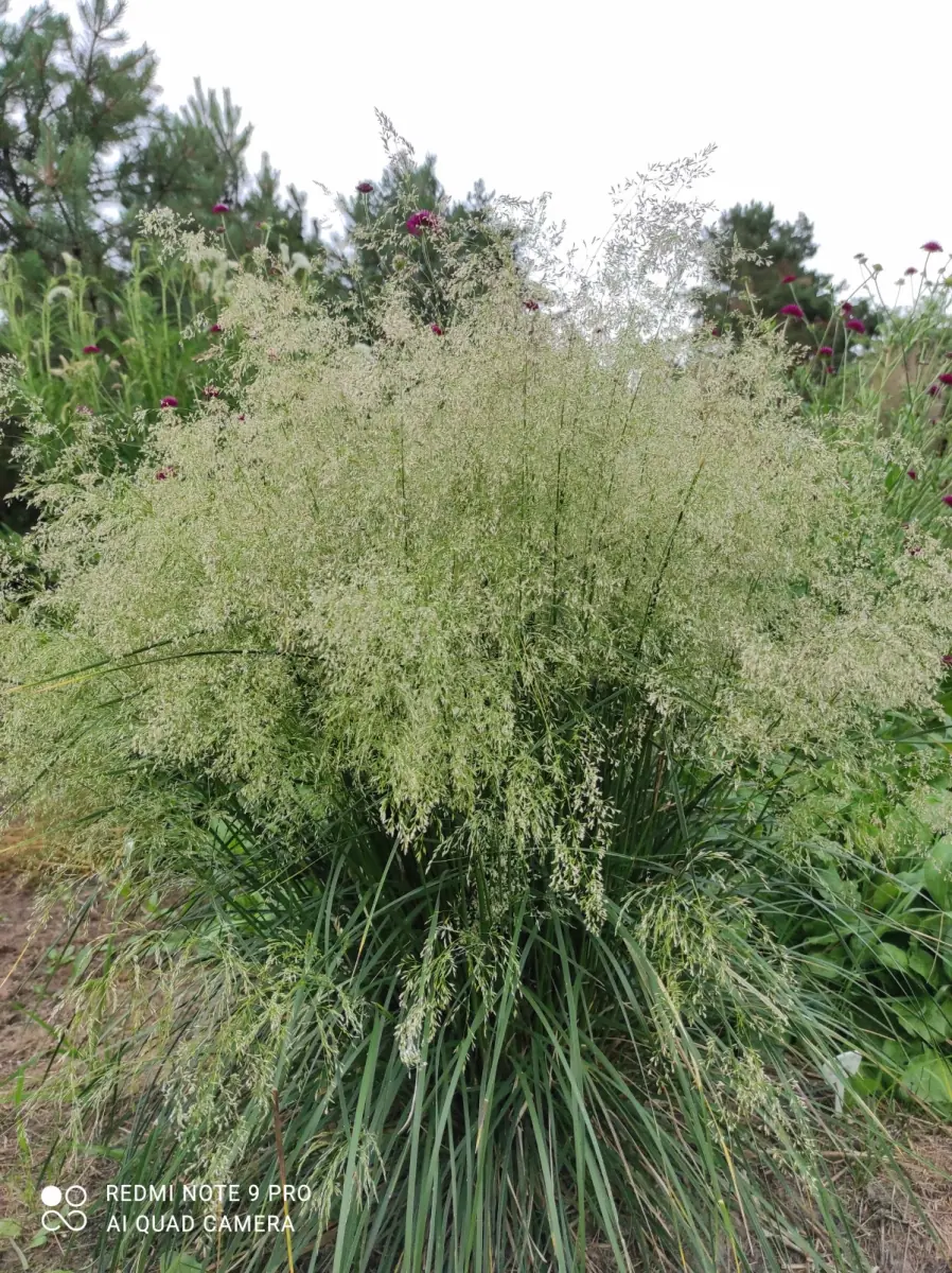 Šluotsmilgė kupstinė “Tardiflora“ - Image 10