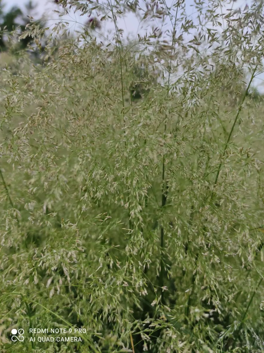 Šluotsmilgė kupstinė “Tardiflora“ - Image 8