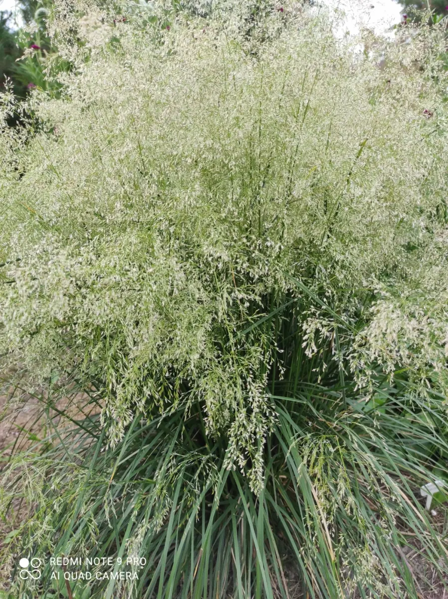 Šluotsmilgė kupstinė “Tardiflora“ - Image 12