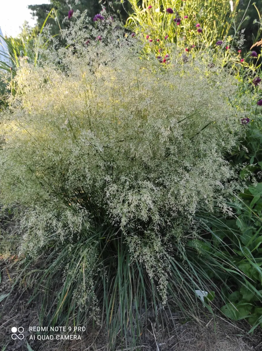 Šluotsmilgė kupstinė “Tardiflora“ - Image 11