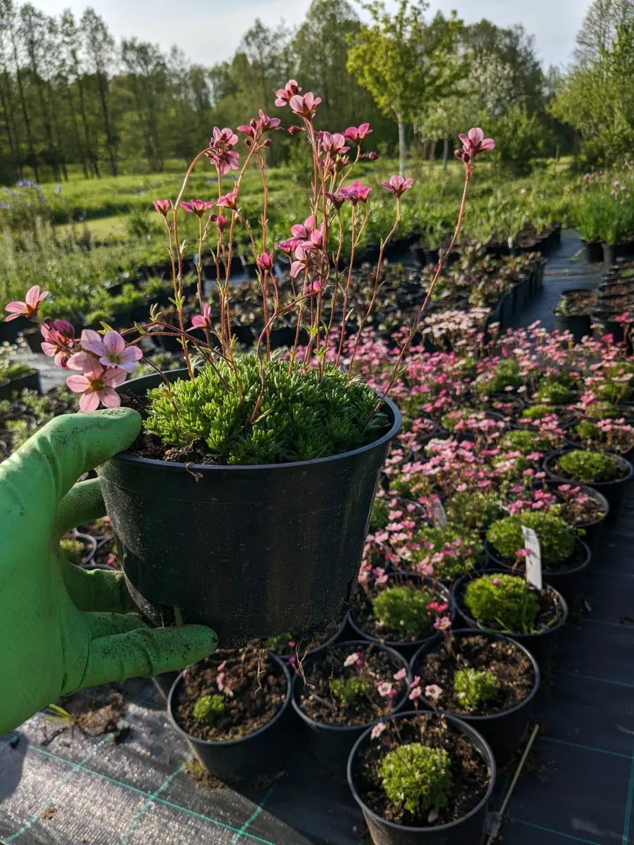 Uolaskėlė arendso 'Blütenteppich' - Image 3