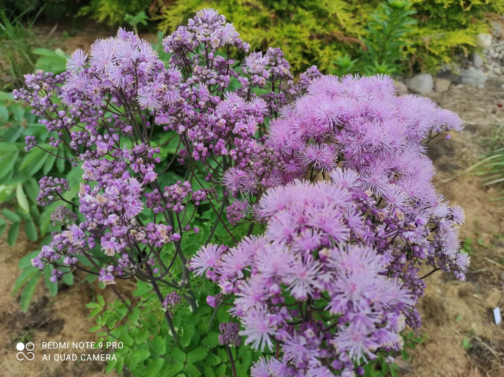 Vingiris sinavadalapis „Nimbus Pink“ - Image 7