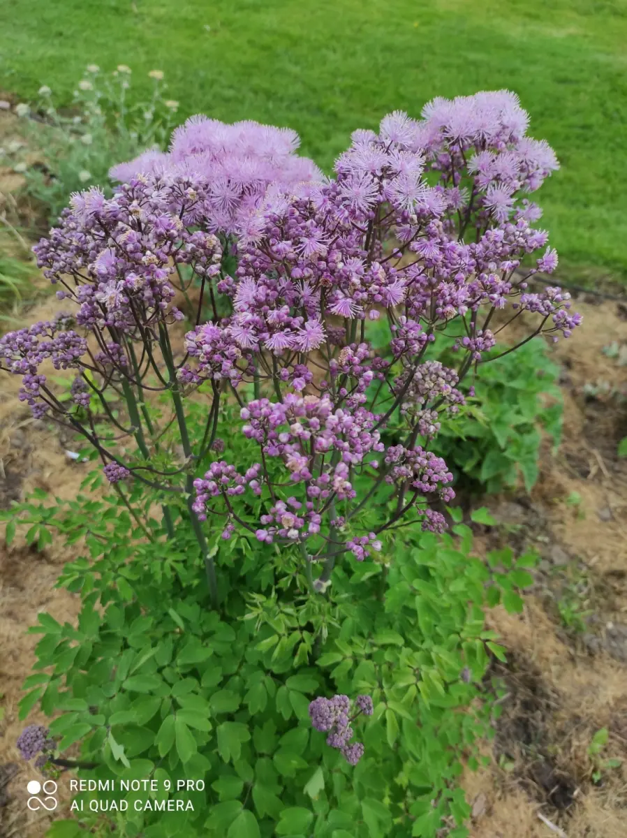 Vingiris sinavadalapis „Nimbus Pink“ - Image 5