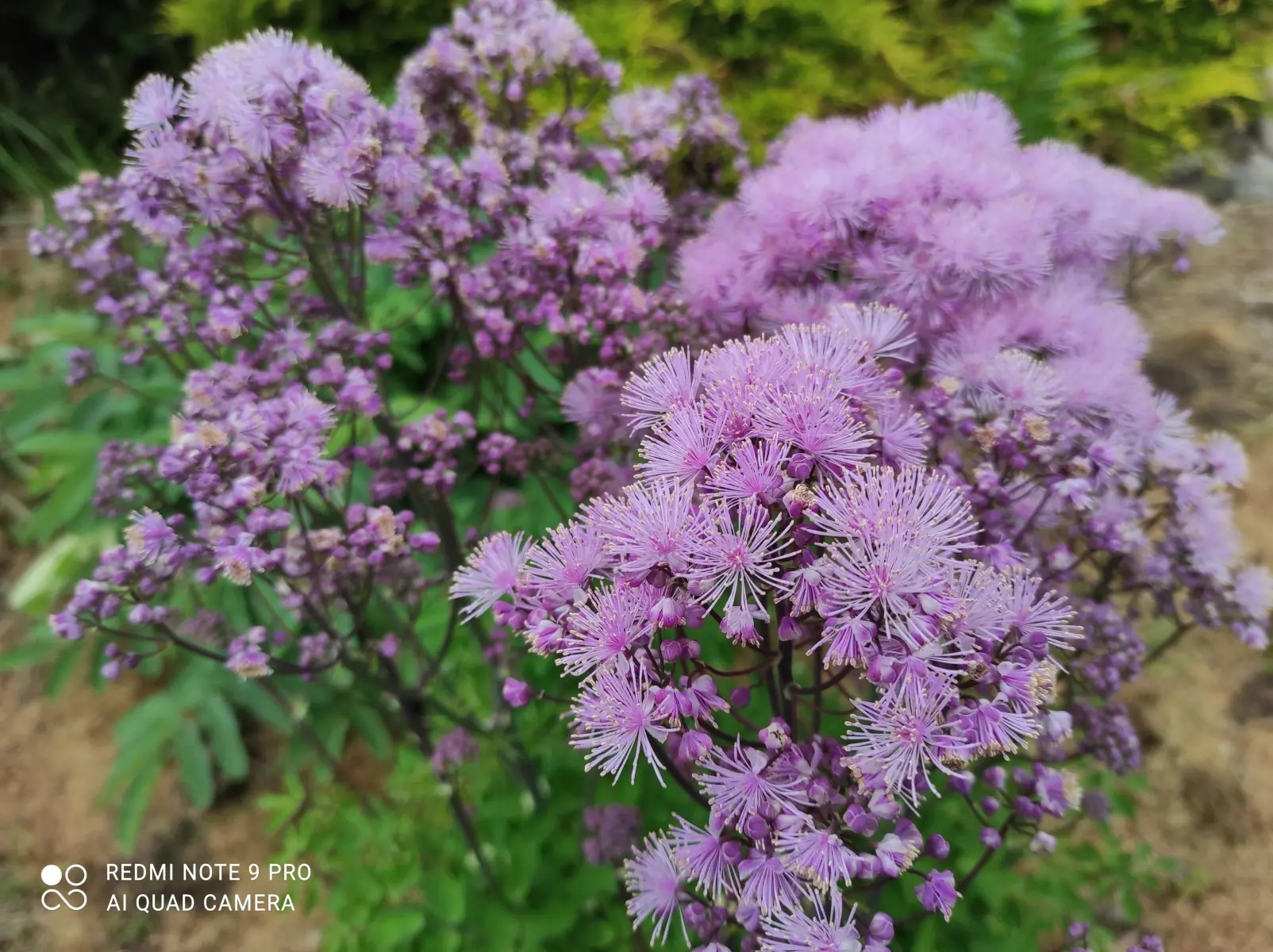 Vingiris sinavadalapis „Nimbus Pink“ - Image 2