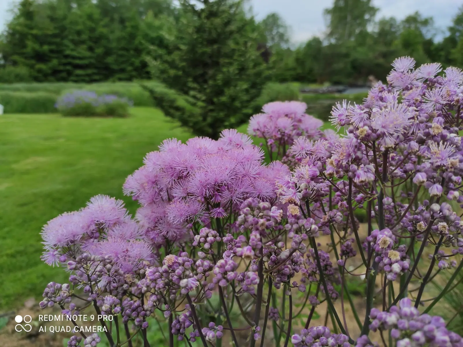 Vingiris sinavadalapis „Nimbus Pink“ - Image 3