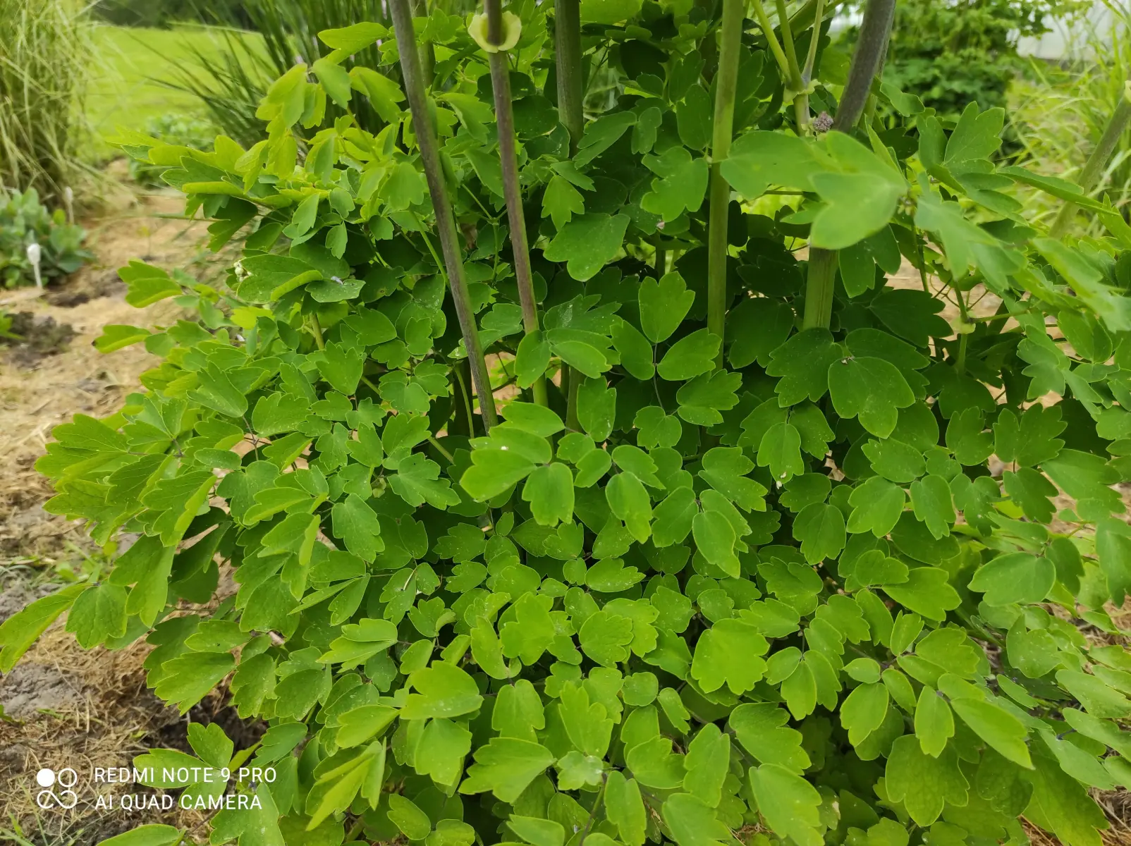 Vingiris sinavadalapis „Nimbus Pink“ - Image 6