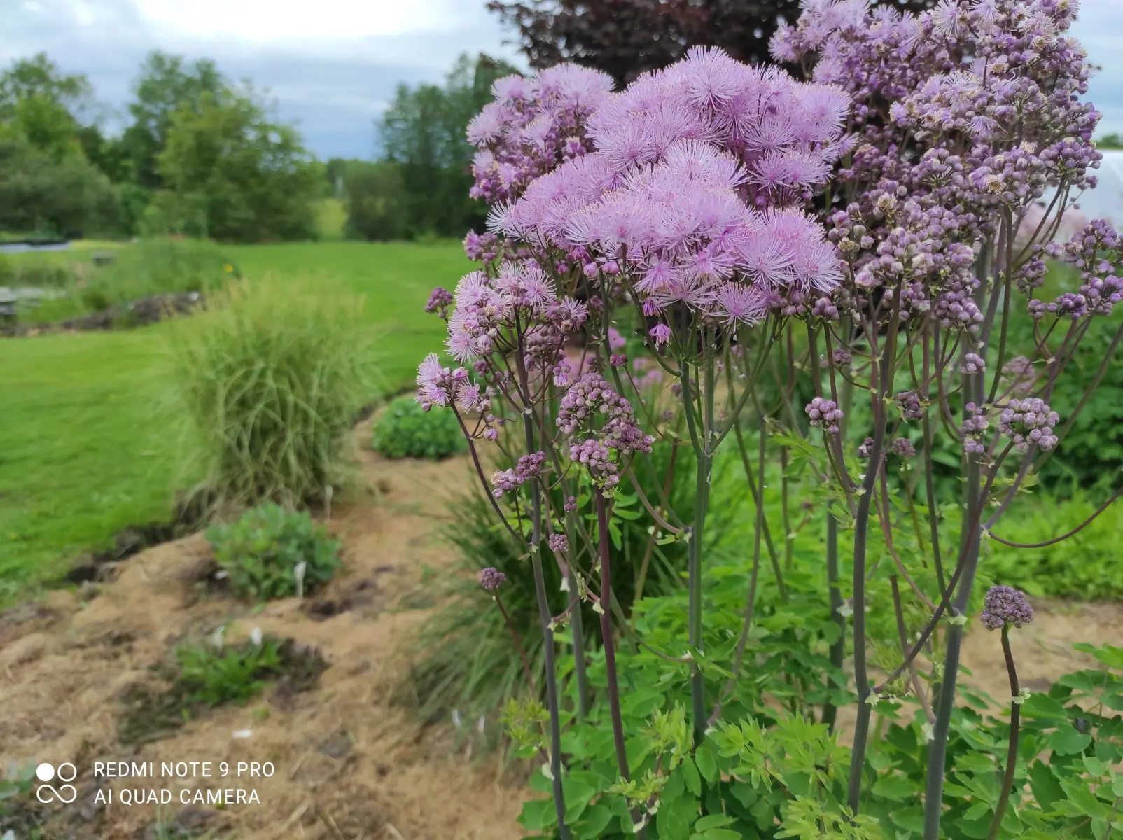 Vingiris sinavadalapis „Nimbus Pink“ - Image 8