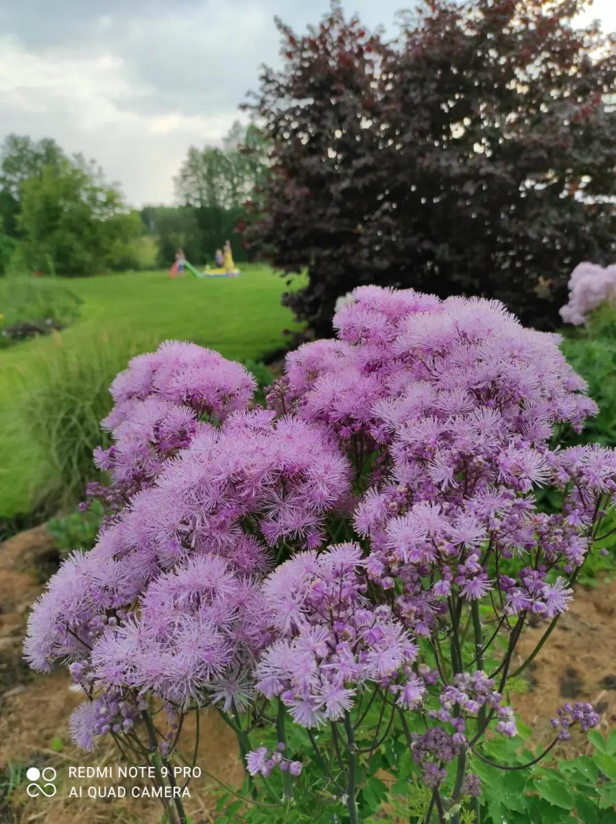 Vingiris sinavadalapis „Nimbus Pink“ - Image 9
