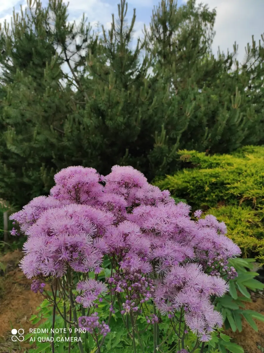 Vingiris sinavadalapis „Nimbus Pink“ - Image 10