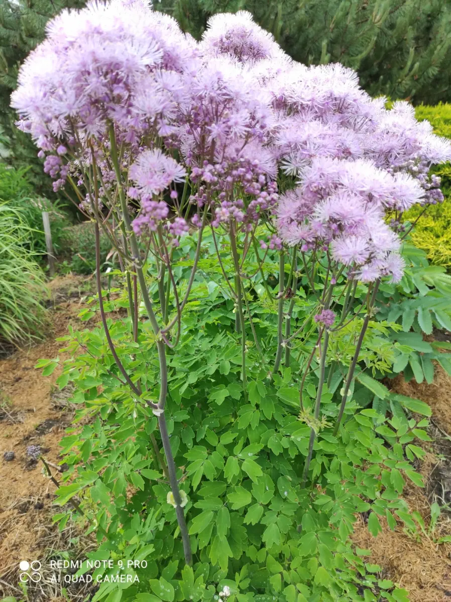 Vingiris sinavadalapis „Nimbus Pink“ - Image 12