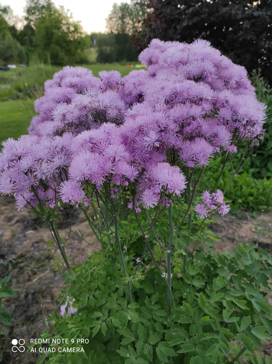 Vingiris sinavadalapis „Nimbus Pink“ - Image 13